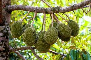 国产榴莲色版视频下载,一场视觉与味觉的双重盛宴  第1张